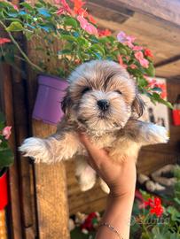 Maltipoo