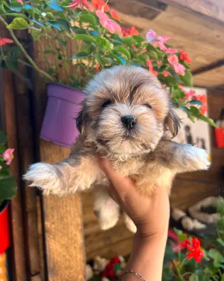 Maltipoo