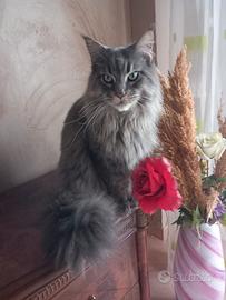 Cuccioli maine coon