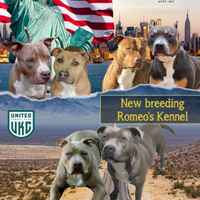 American Pitt bull terrier ukc
