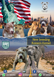 American Pitt bull terrier ukc