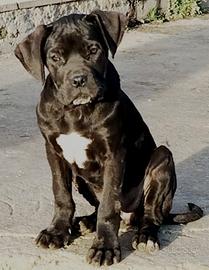 Cucciola di cane corso