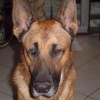 Pastore belga malinois