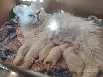 Persiani bianchi chinchilla