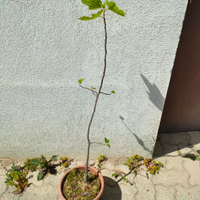 Piante di fico bianco detto "borsutis"