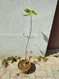 Piante di fico bianco detto "borsutis"