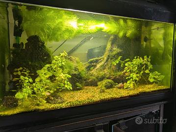 Acquario 60 lt