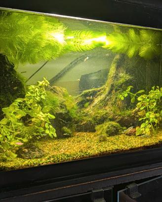 Acquario 60 lt