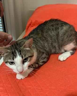 Tommy, 6 mesi, gatto, maschio