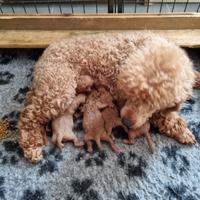 Barboncino cucciolo maschio toy rosso red