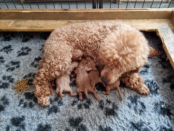 Barboncino cucciolo maschio toy rosso red