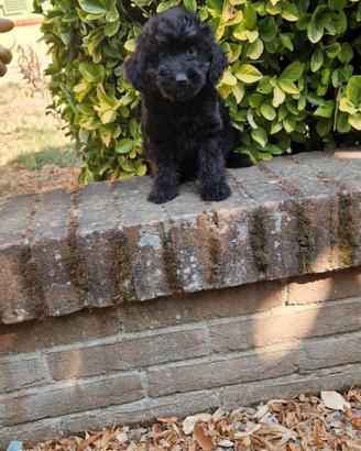 Barboncino nano nero
