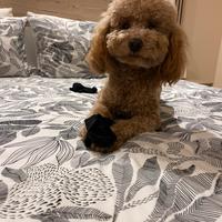 Barboncino per monta