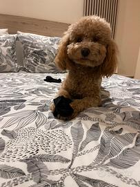 Barboncino per monta