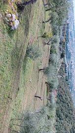 Vendita terreno agricolo