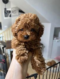 Cuccioli barboncino toy e mini toy maschietti