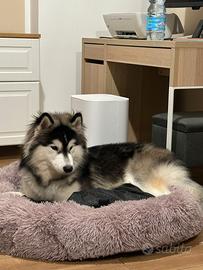 ? Light - Husky Siberiano Disponibile per monta