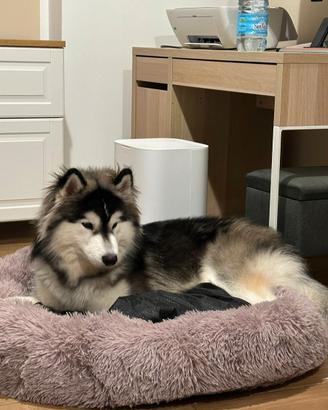 ? Light - Husky Siberiano Disponibile per monta