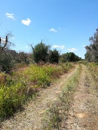 Terreno agricolo