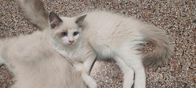 Cuccioli di gatto razza Ragdoll