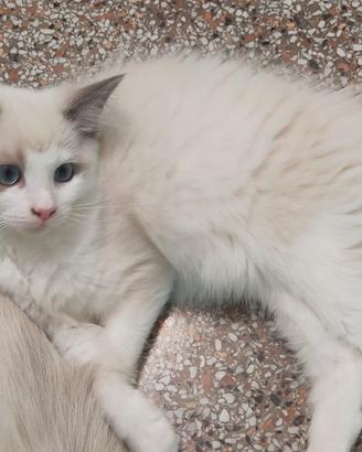Cuccioli di gatto razza Ragdoll