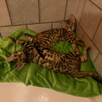 Gatti del bengala maschi