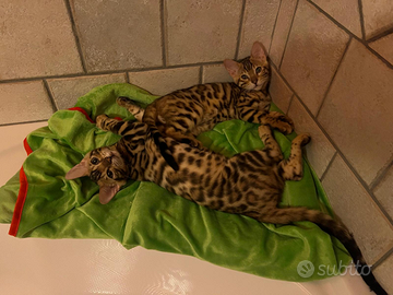 Gatti del bengala maschi