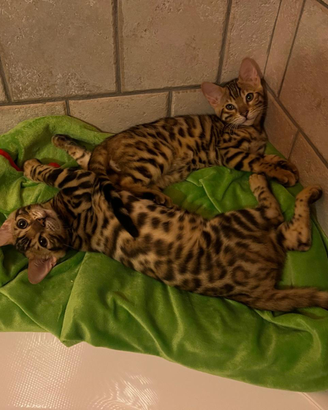 Gatti del bengala maschi