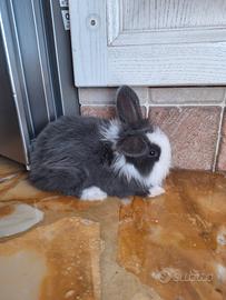 Coniglio Testa di Leone Nano 3mesi,incluso recinto