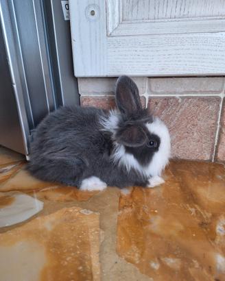 Coniglio Testa di Leone Nano 3mesi,incluso recinto