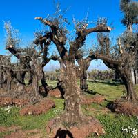 Piante di ulivo per il giardino