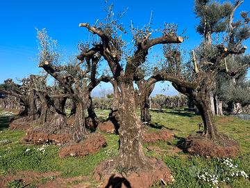 Piante di ulivo per il giardino