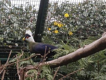 Turaco cresta bianca