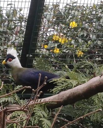 Turaco cresta bianca