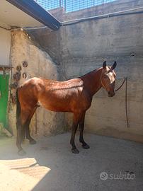 Cavallo Siciliano