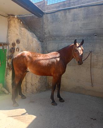 Cavallo Siciliano