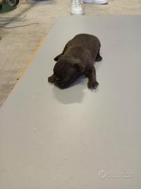Bulldog francese