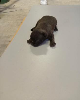 Bulldog francese