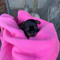 Chihuahua Pinscher femminuccia