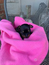 Chihuahua Pinscher femminuccia