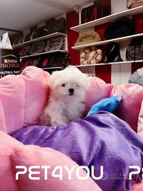 Cuccioli maltese linea coreana mini pedigree Enci
