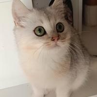 Cuccioli British shorthair