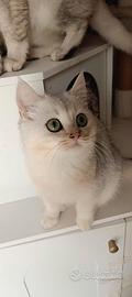 Cuccioli British shorthair