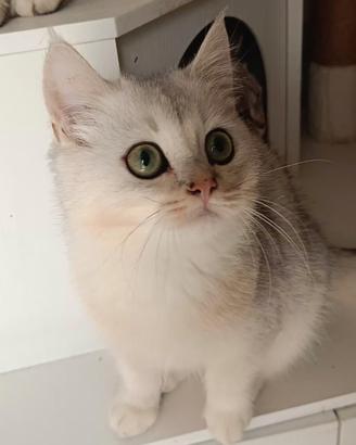 Cuccioli British shorthair