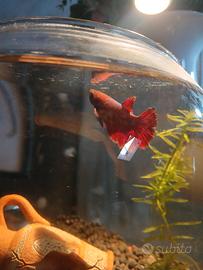 Betta femmina