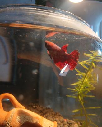 Betta femmina