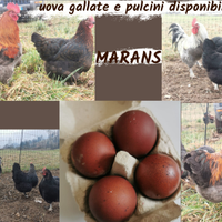 Marans