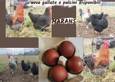 Marans