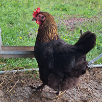 Galline Marans, Olive Egger, Legbar, Araucana, mor