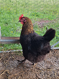 Galline Marans, Olive Egger, Legbar, Araucana, mor